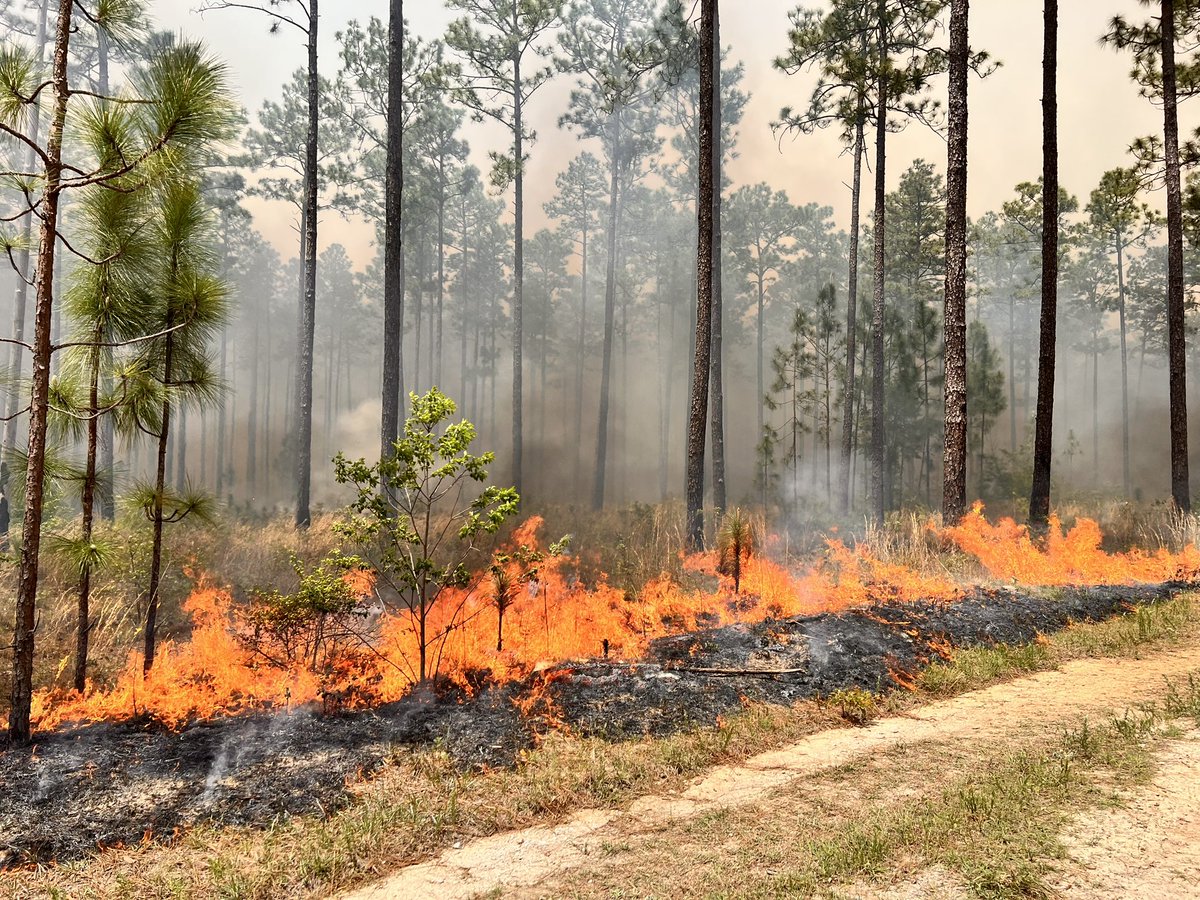 A 120-acre #PrescribedFire is planned for @SRSNews this morning. Light winds are expected out of the East-Southeast. Some light smoke impacts may be experienced north and west of the site. Air quality reading can be obtained via Purple Air. #GoodFire #AikenSC #JacksonSC #USFS