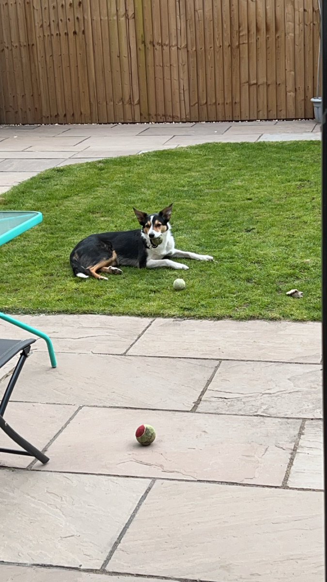 For the last few weeks I’ve been rolling tennis balls found in our garden back to next doors kids. All 3 always reappear at the same time. Well, I’ve just overheard “these are next doors” followed by 3 🎾 landing. Guess we can keep them then, Jax is very happy 😂🥳