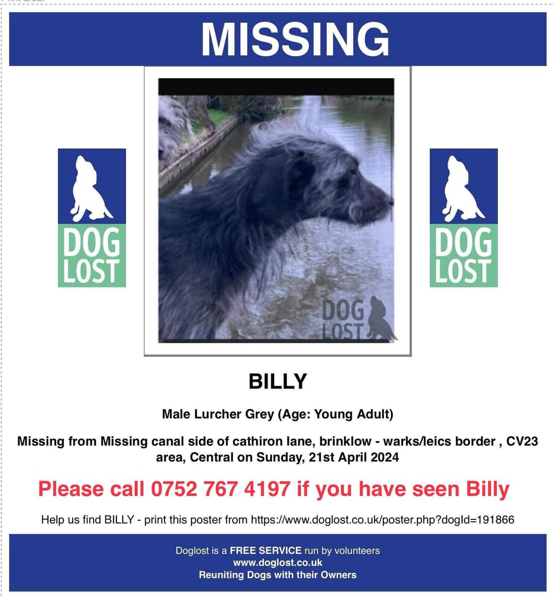 Billy missing 21/4/24-Beddie whippet x #Warwickshire/#Leicestershire border nr #brinklow on canal path very rural/quiet area Pls share billy to all local groups walking/cycling/horse riding groups in case they have seen billy doglost.co.uk/dog-blog.php?d… @BrinklowMarina @JacquiSaid