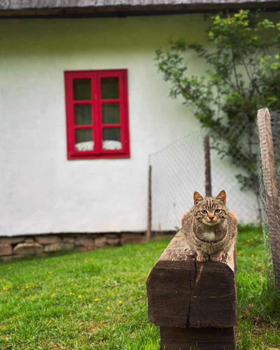 Whats up @NoCatsNoLife_m? 😸 #photography #photographer #CatsLover 🇷🇴