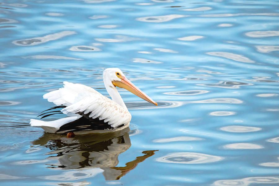 American White Pelican on Blue Water by Debra Martz 
Available Here:debra-martz.pixels.com/featured/ameri…
#Birds #Aves #Avian #BirdLovers #FeatheredFriends #ornithology #BuyIntoArt #SpringForArt #giftIdeas #gifts #WallArt @DebraMartz #pelican #BlueWater