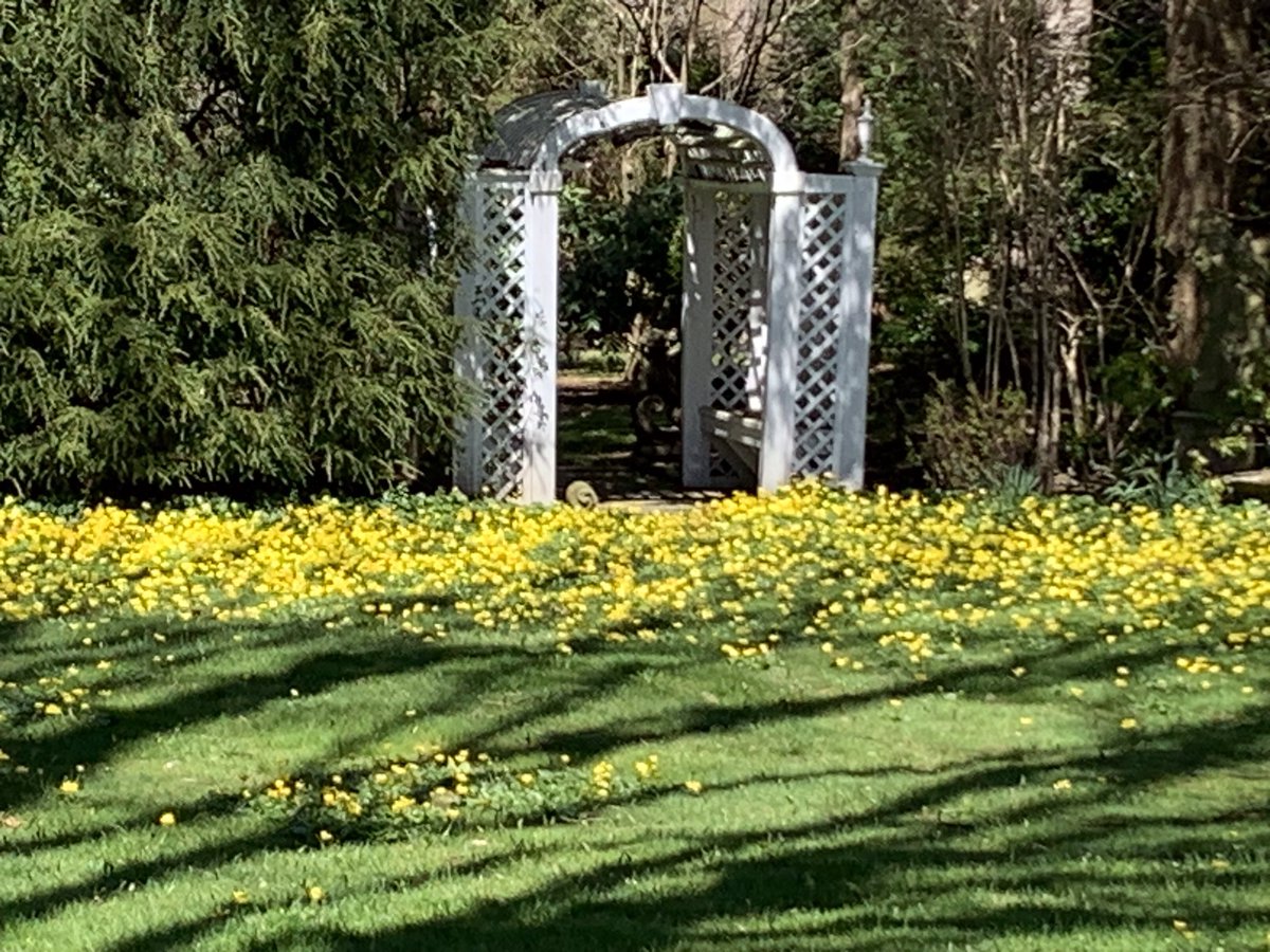 The marsh marigolds in all their glory!!
