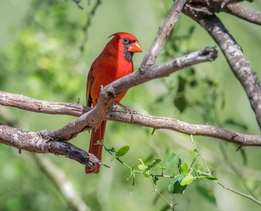 Brilliant Red Northern Cardinal by Debra Martz 
Available Here: debra-martz.pixels.com/featured/brill… 
#Red #Cardinal
#Birds #Aves #Avian #BirdLovers #FeatheredFriends #ornithology #BuyIntoArt #SpringForArt #giftIdeas #gifts #WallArt @DebraMartz