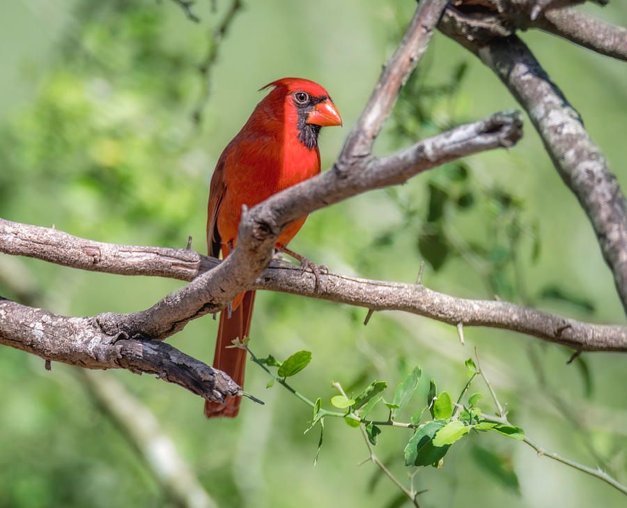 DebraMartz's tweet photo. Brilliant Red Northern Cardinal by Debra Martz
Available Here: https://t.co/pUtX9KS4UQ
#Red #Cardinal
#Birds #Aves #Avian #BirdLovers #FeatheredFriends #ornithology #BuyIntoArt #SpringForArt #giftIdeas #gifts #WallArt @DebraMartz https://t.co/opfg1Ux8uM