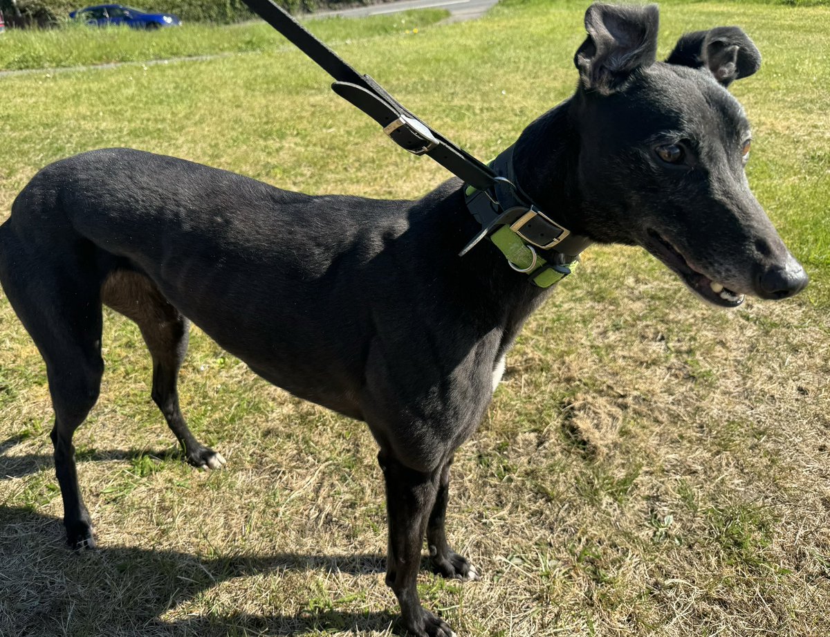 Just added to the Cumbria @greyhoundtrust website - #FairestLight 17 wins from 76 races at @NewcastleDogs Light is a gorgeous 4 year old quiet little girl who loves being loved and has lots to give back. She has a quiet nature, confident in herself but happy to let others..