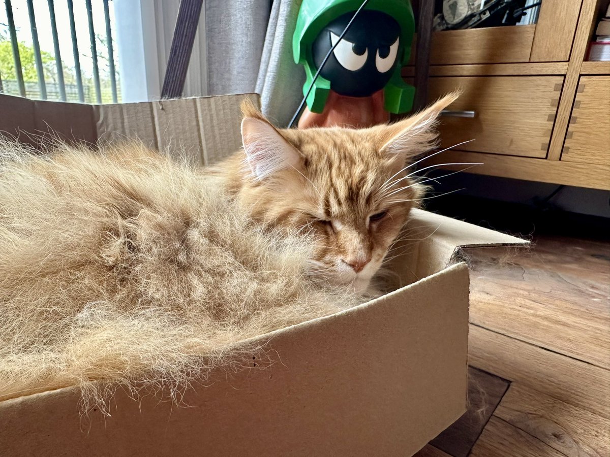 Gizmo and Marvin are having a quiet shenanigan free #catboxsunday 😹😹🦁🦁 #teamfloof #CatsOfTwitter