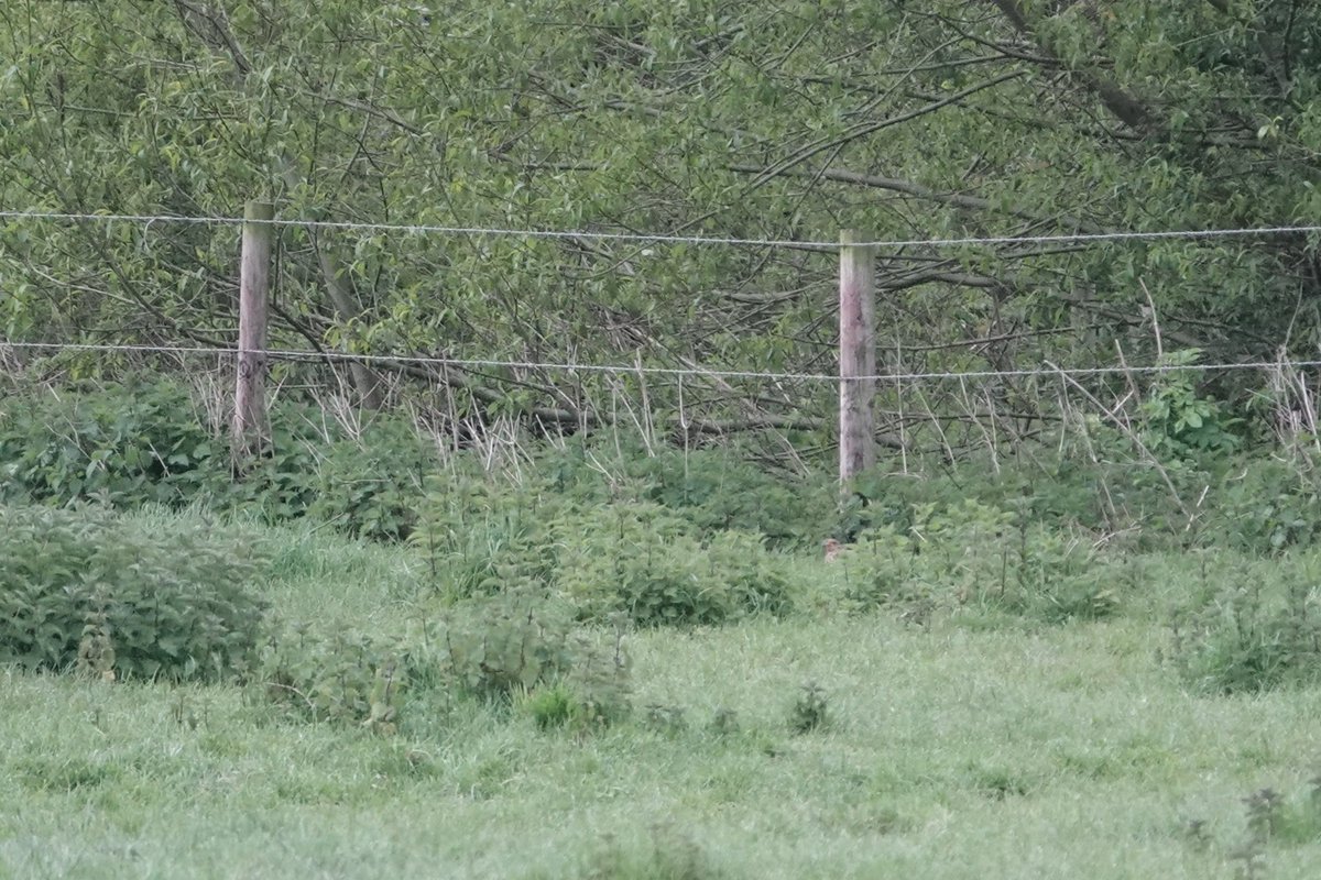 Very very happy to see the Grey Partridge on patch earlier this week. Found last week by @987jonty and I missed it and with the last record Feb 1995 I didn't think I'd get another chance! #patchmega #PWC2024 #patchtick #recordshots