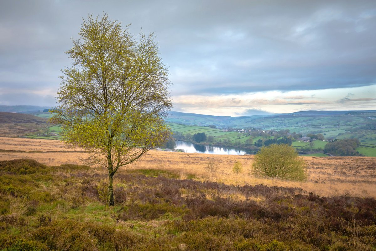 Silver birch and Stanbury from Penistone Hill, near Haworth.