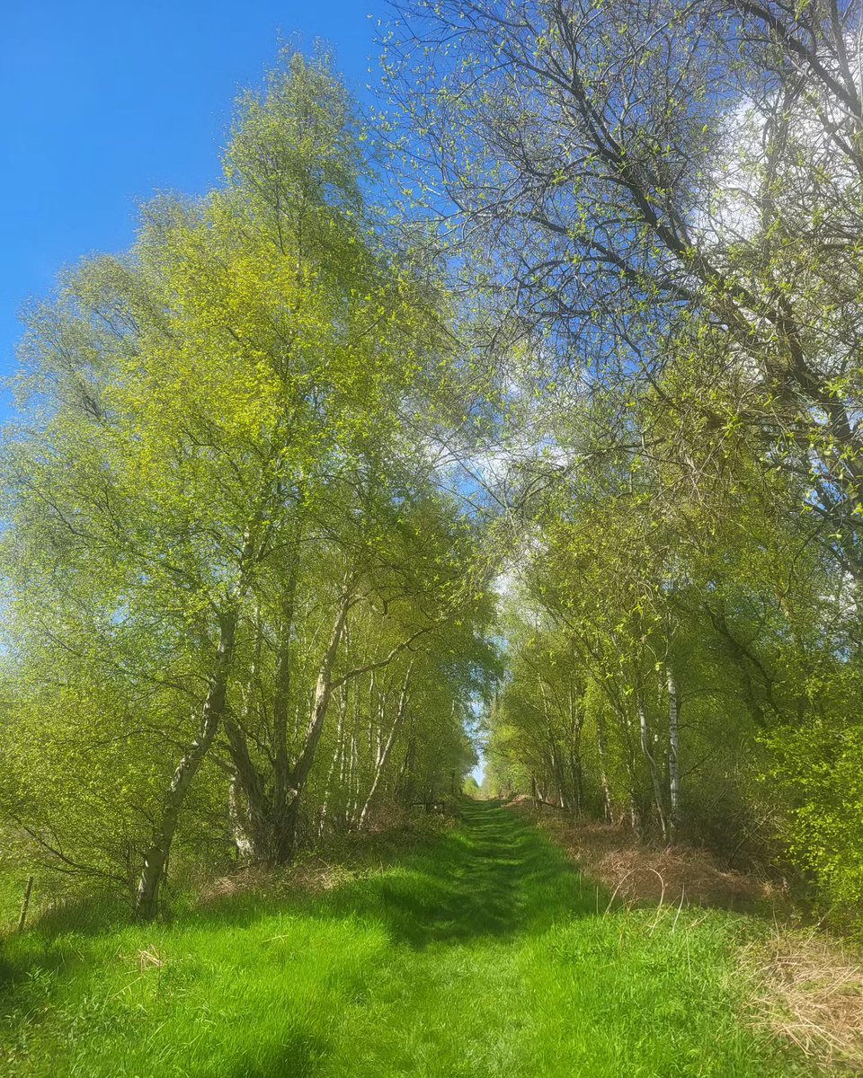 Spring is rocking out here in North Shropshire. The Birch trees have that early zingy green, and the pathways look super inviting.