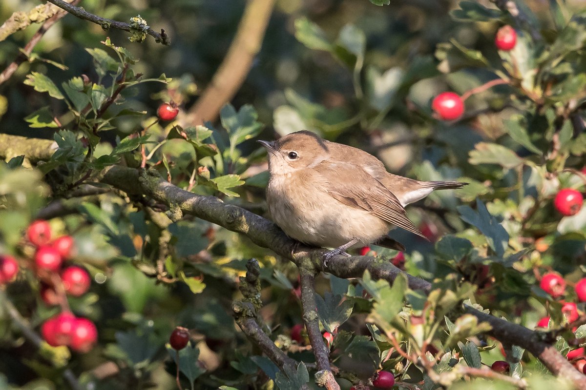 A very mixed day here @RSPBTITCHWELL - Common & Black Redstart, Swift, House & Sand Martin, Short eared Owl, Wheatear, Bittern and Garden Warbler all seen out on the reserve - amazing !!🤘👍 📸 - Garden Warbler 📸📸 - Photo credit - Cliff Gilbert