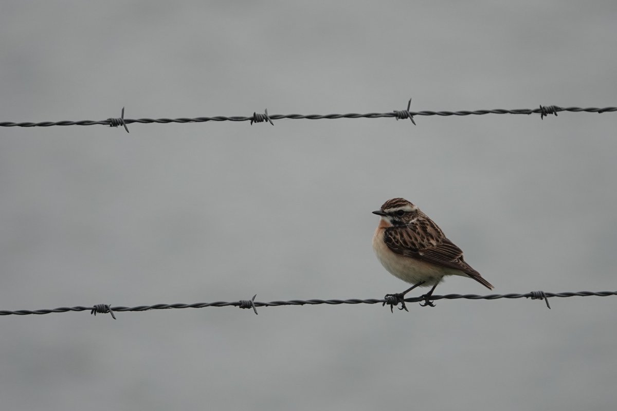 A Whinchat at Grimsbury Reservoir yesterday found by @Vanellus26. Brings my #PWC2024 list up to a nice round 100 species and 107 points