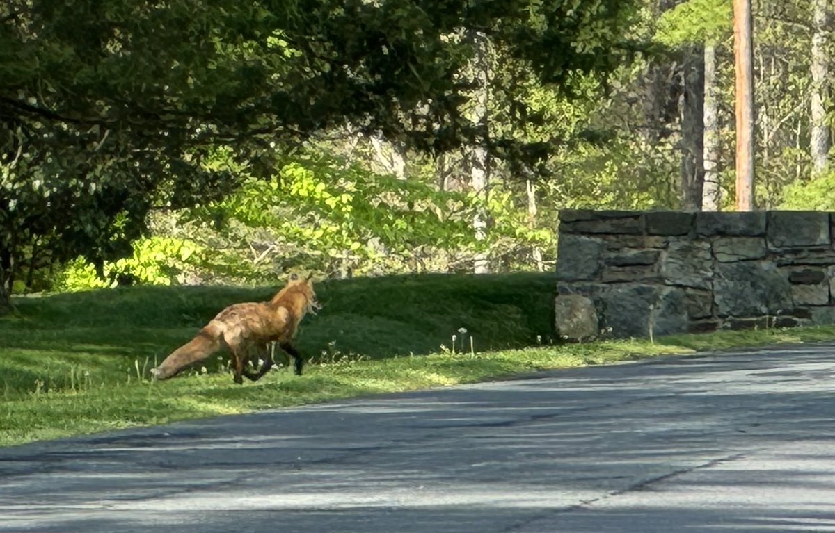 Seen on my walk today. Had no desire to shoot it.