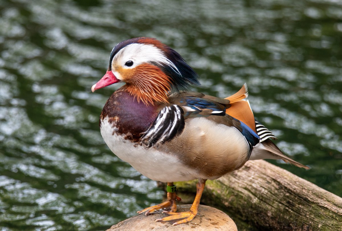 Mandarin ducks are symbols of love and fidelity in Chinese culture. These beautiful birds mate for life, often seen swimming side by side, making them a perfect emblem of enduring love. 🧡 
#memphiszoo