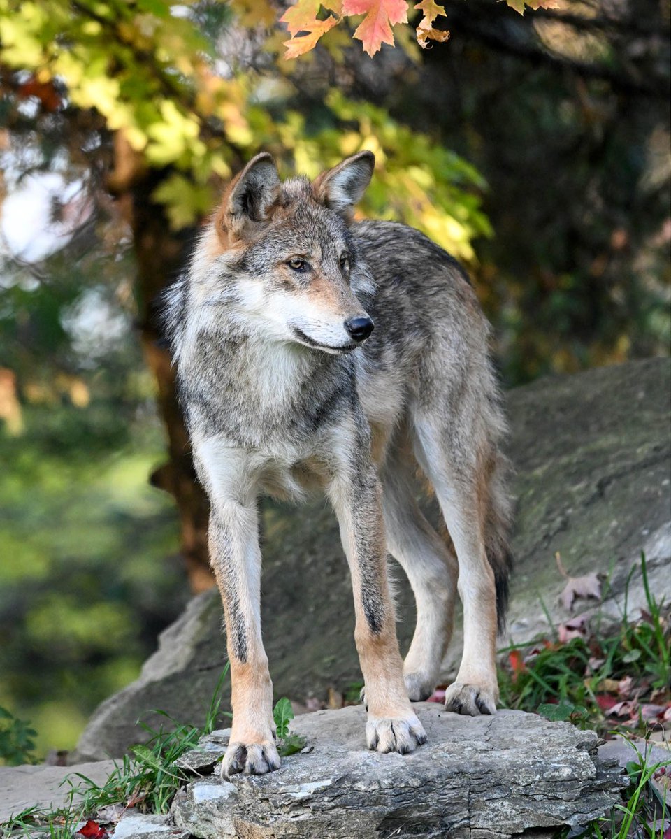 brookfield_zoo's tweet image. Take a look at this blast from the past! 🐺

Yesterday, our furry friend Ahote turned 1 and we can't believe how much he's grown. 🎂 Put your paws up and don't fur-get to wish him a happy birthday down below! 

#MexicanGrayWolf #Wolf #BabyAnimals