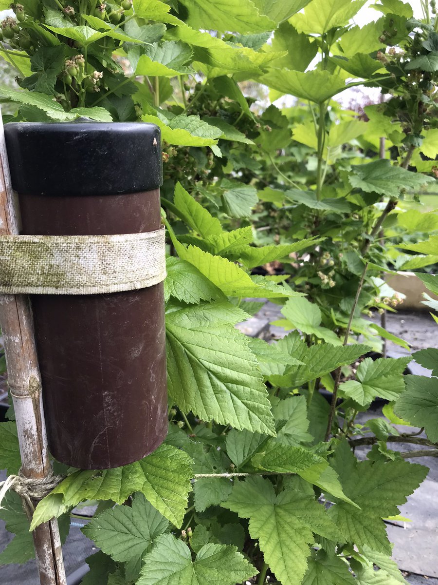 Deploying my #EarwigShelters in my blackcurrants to control aphids! I will be selling these shelters in aid of @ParkinsonsUK at my Open Garden event! Earwigs not included! bit.ly/3Tvj8YP