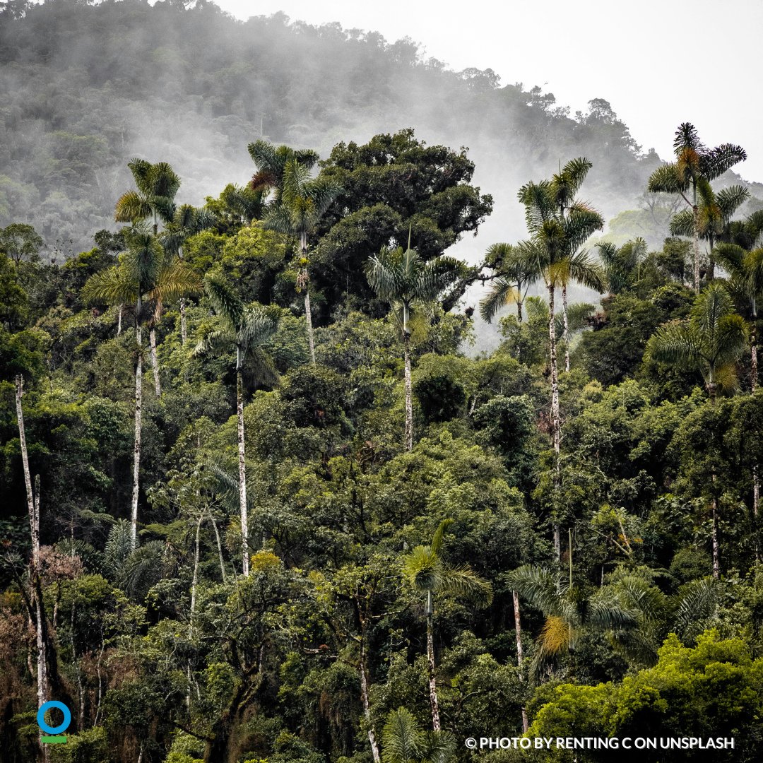 The Tropical Andes is one of the most biodiverse regions in the world. @ConservationOrg works with local communities to develop strategies for long-term, inclusive, and sustainable development of the region.