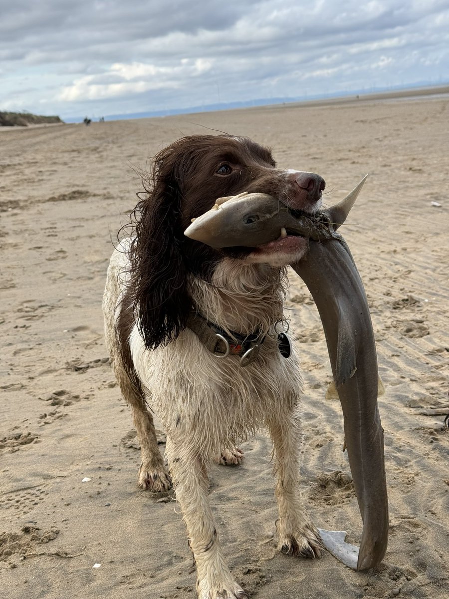 Max picked up four … yes 4 … sharks at Formby beach this morning! He was proud as lunch with them all