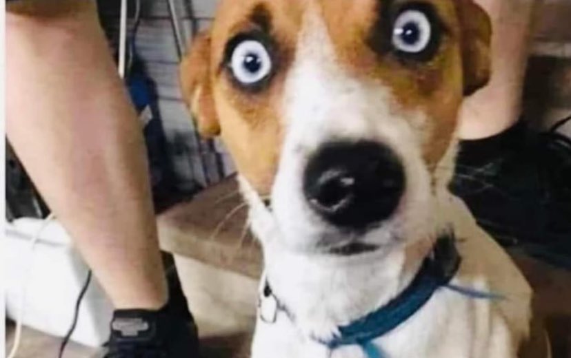 The neighbor’s dog reacts to hearing the news of what Kristi Noem did to her 14 month old puppy, his brother! 😳 #PuppyKiller #KristiNoemIsAMonster