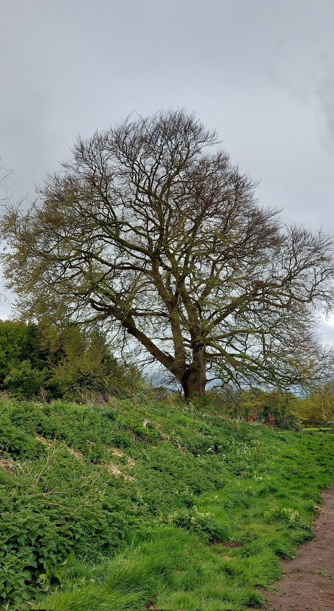 Another view of my favourite beech tree in Snettisham #trees #beeches