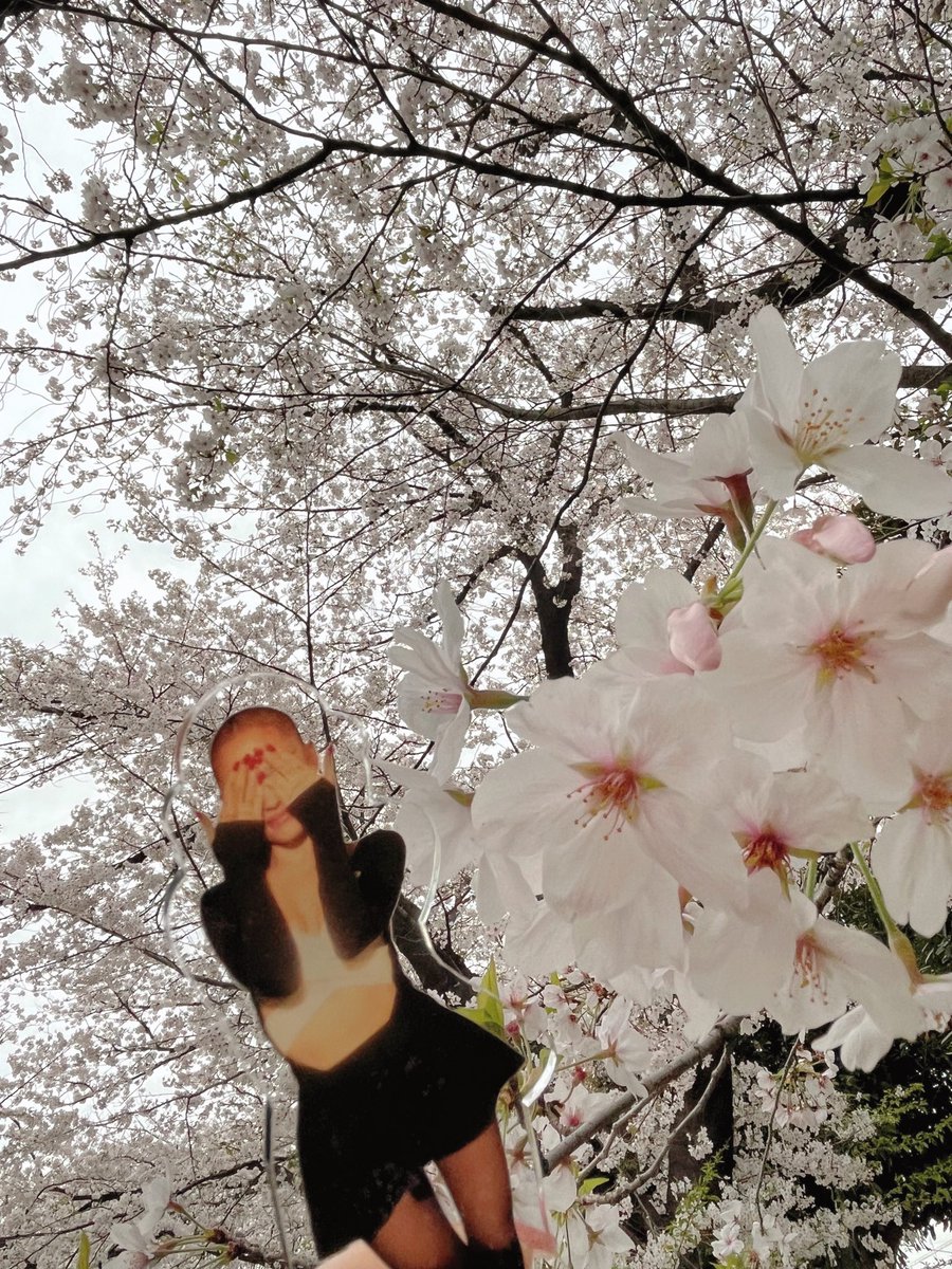 アリちゃんのアルバム♥️

アクスタ可愛すぎてもったいなくて
桜と一緒に少し撮っていた🌸
お出掛けの時、大事に連れて行こう🫶

#ArianaGrande#EternalSunshine
#アリアナグランデ#アリスタのある風景