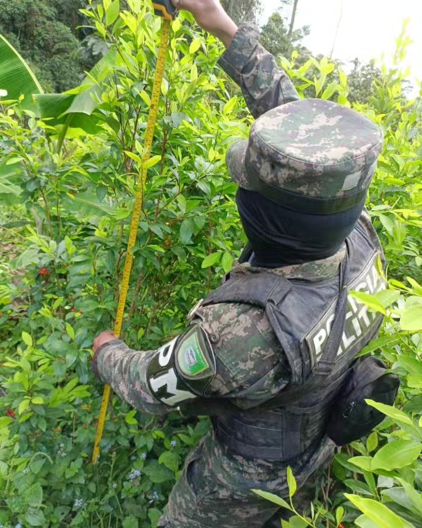 Las #FFAA a través de unidades especiales de investigación de la Dirección de Información Estratégica y unidades operativas de la Policía Militar del Orden Público #PMOP, aseguró una plantación con 180 mil arbustos de coca cultivadas en 35 manzanas de tierra.
