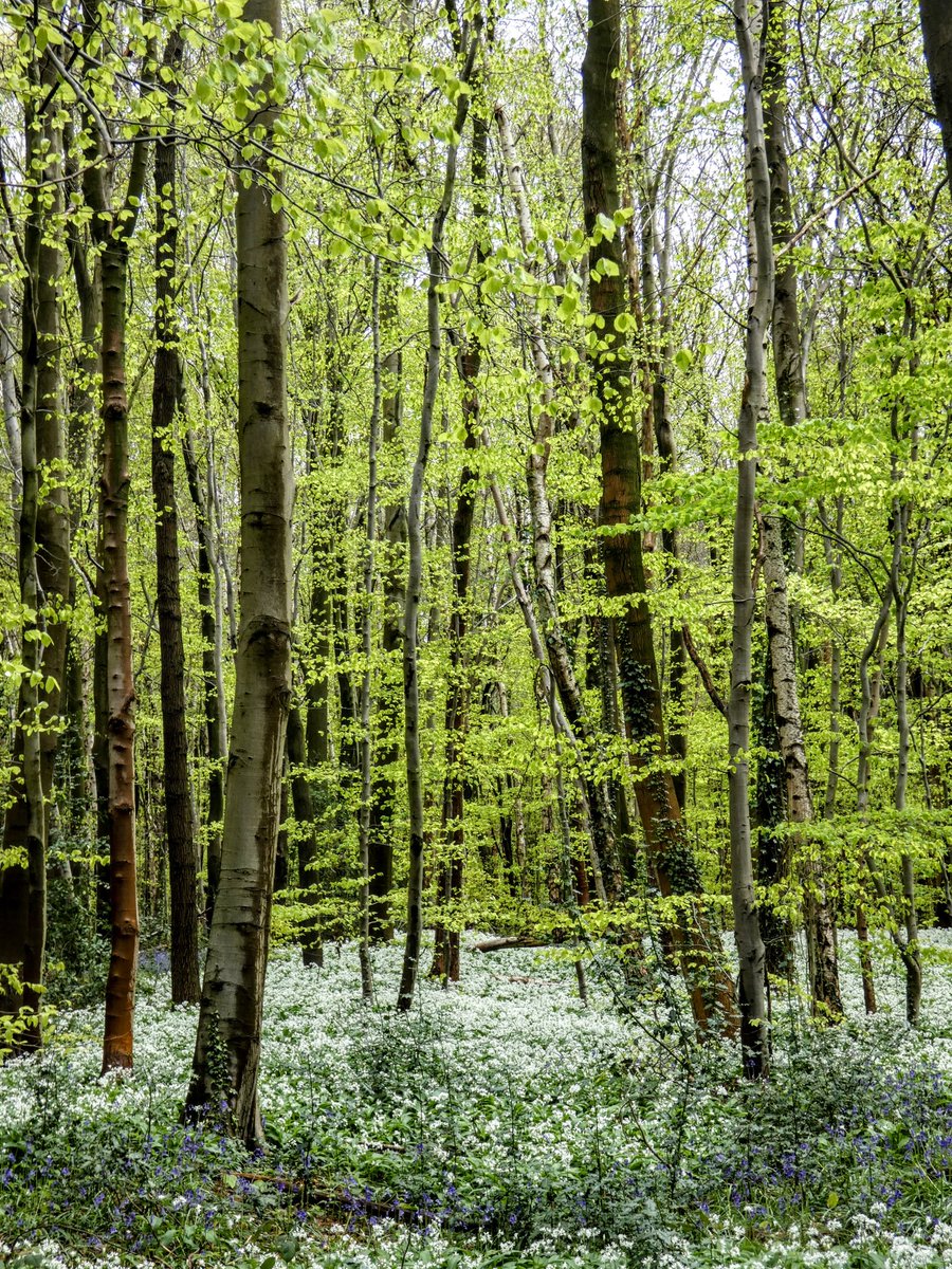 A slightly damp walk through another ancient woodland.. This time, swathes of ramsoms.. Peppered with bluebells and woodland anemones.... Another spinkie-den? #FolkloreSunday