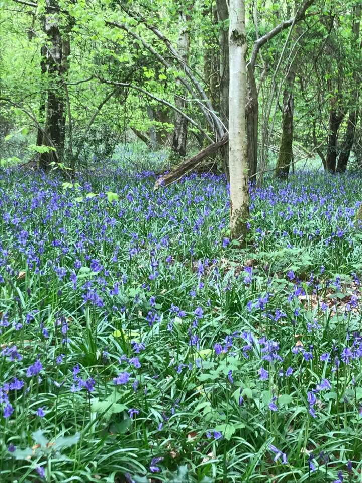 'Bruern Bluebells' Guided walk with @CotswoldsNL Wardens on Thursday 9th May 2024 at 10.00am. A gentle walk through the Eastern Cotswolds from the small hamlet of Bruern. Hopefully the bluebell wood will still be magnificent. Full details: cotswolds-nl.org.uk/guided_walks/b…
