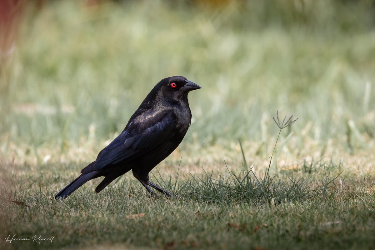 Bronzed Cowbird in the backyard showing off its glossy black body, iridiscent bluish wings and vampire-like staring red eyes. Ladyville, Belize 26 April 2024 #BirdsOfBelize #BirdsSeenIn2024 #birds #birding #birdwatcher #birdphotography #BirdsOfTwitter #BirdsOfX #BBCWildlifePOTD