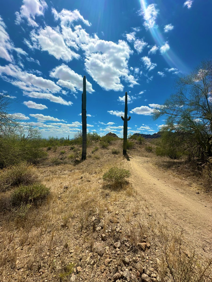 The #saguaros on this trail in #SanTanValley were standing tall. #arizonahiking #az #phx #OutdoorAdventures #DareTheDesert