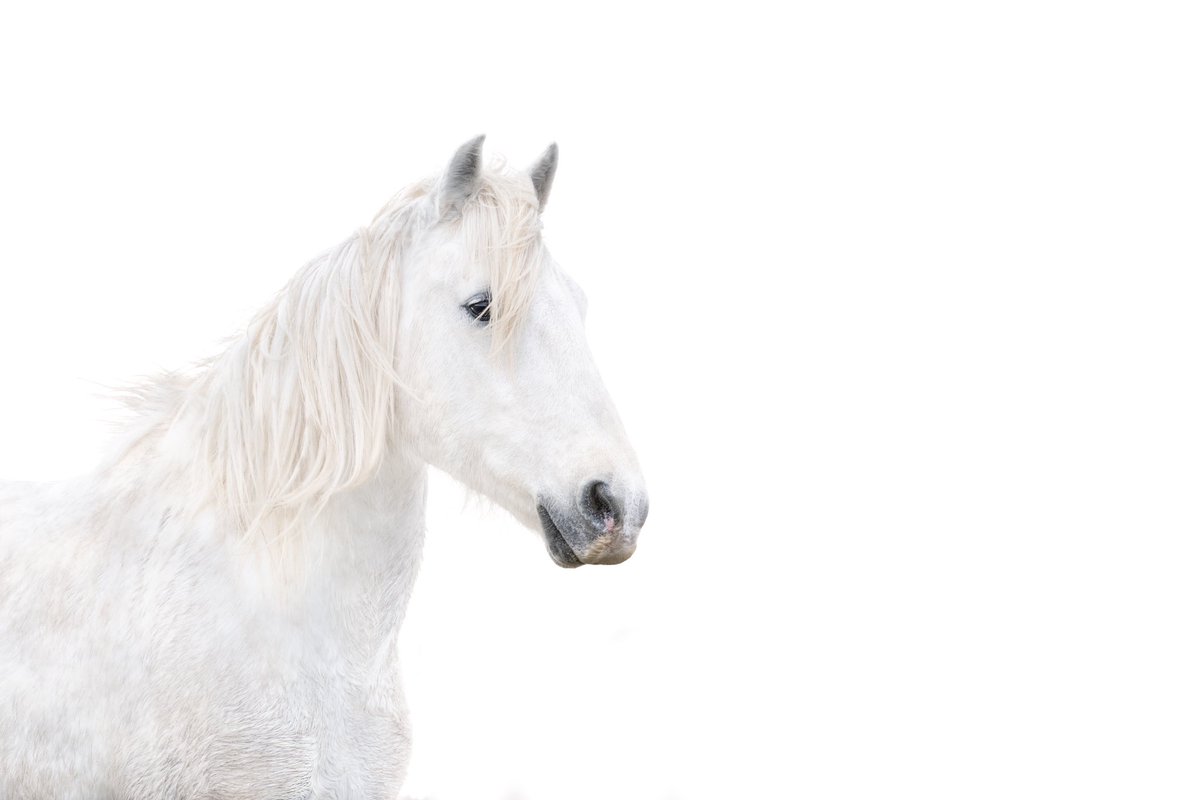 The White Horses of Camargue, France are so very special. @NikonUSA 
Shot with #nikonz8 #nikonpro #nikonambassador  #horse #camarguehorse #interiordesign #interiordesigners #horselover #nikonambassador #nikonpro #nikonz8 #zcreators #pnwdesign #commissionart 
#zcreators
