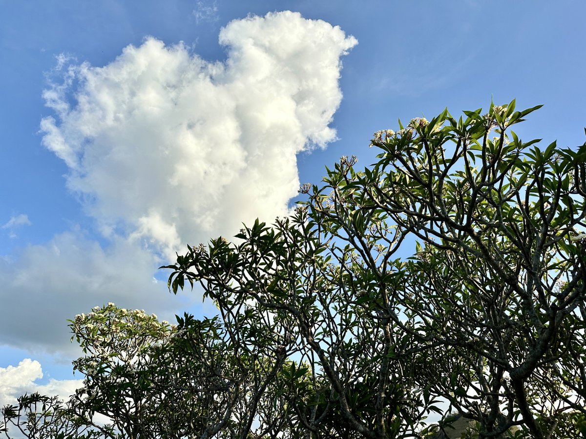 Plumeria/Frangipani and the cotton cloud 😍