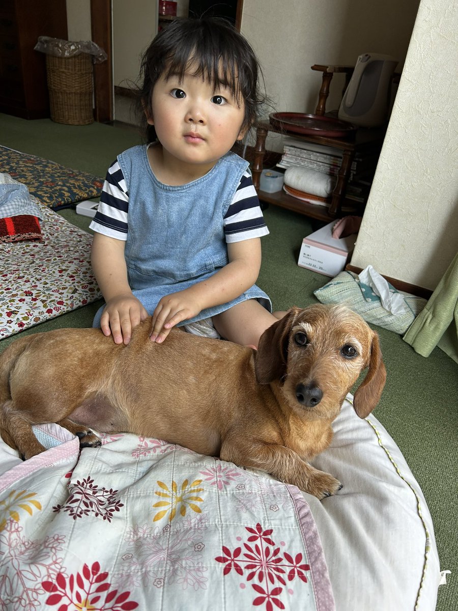 チビギャング襲来😆
#dog #dachs #dachshund #miniaturedachshund #wiredachshund #犬バカ部 #短足部 #ミニチュアダックス #ダックスフント #ワイヤーダックス #ミニチュアダックスワイヤー #ワイヤーダックスを愛する会 #モヒカン犬 #いぬのきもち