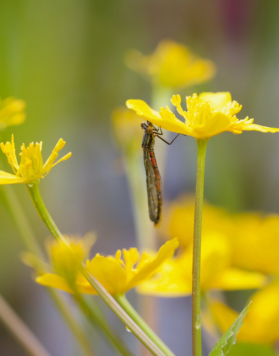 Large Red Damselfly sheltering from the heavy rain.