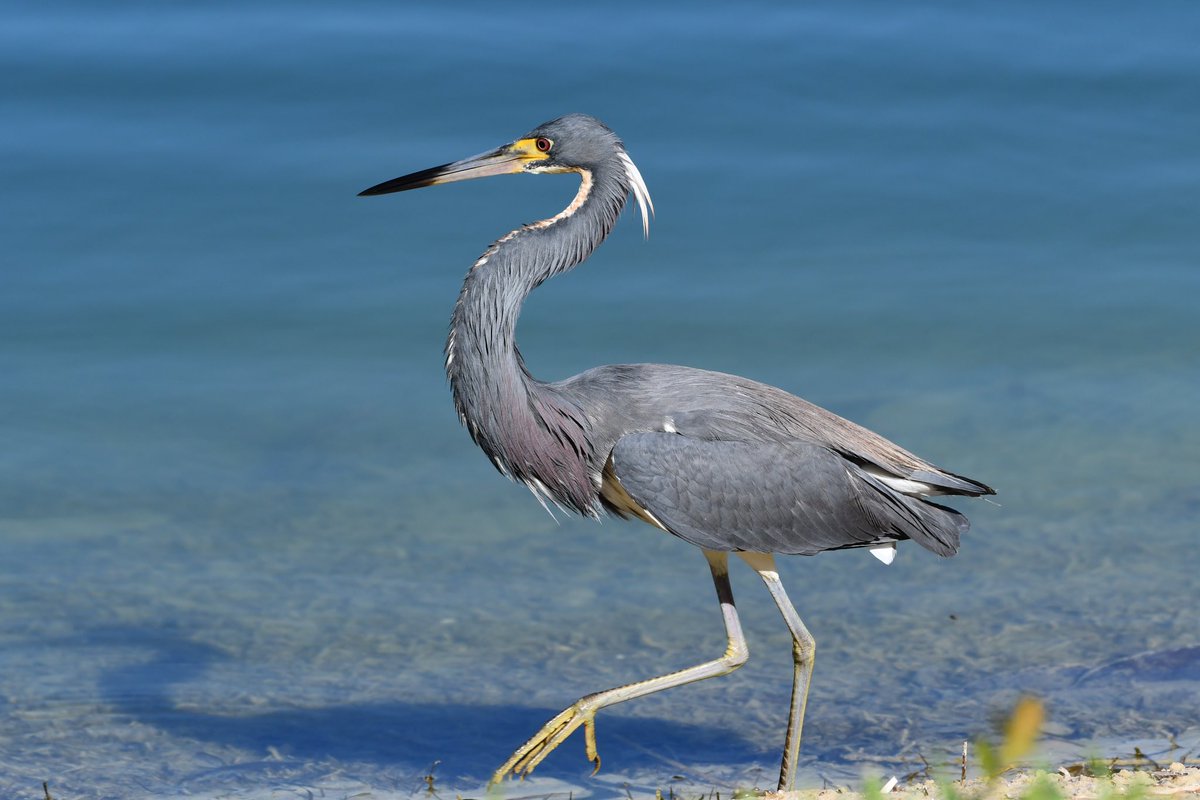 #SundaySharing #photooftheweek #birdphotography