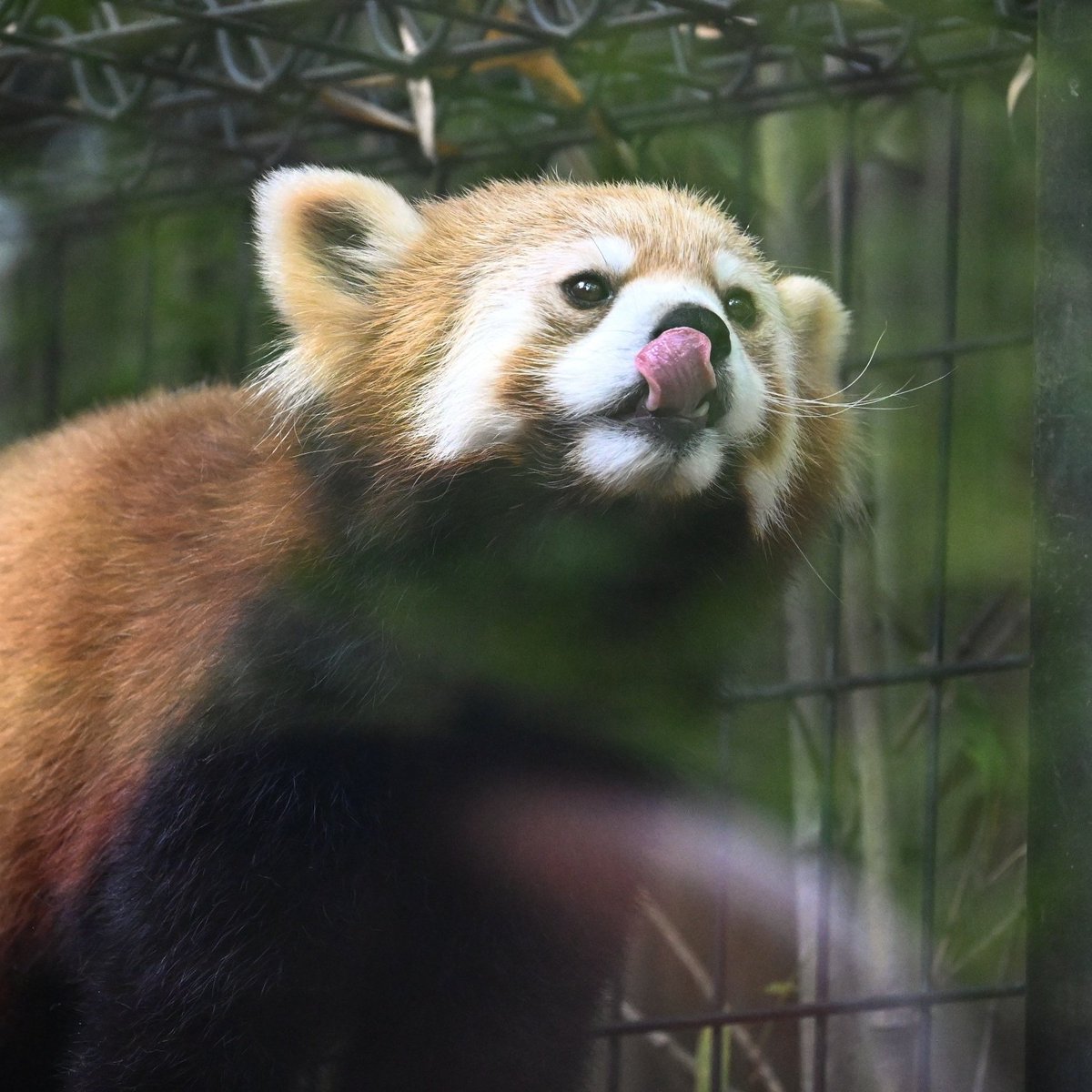 はじめまして☺️
タイヨウくん
#千葉市動物公園
#レッサーパンダ
#タイヨウ
#RedPanda