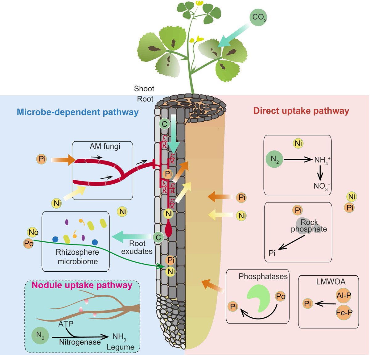 Microbe-dependent and independent #nitrogen and #phosphate acquisition and regulation in plants #TansleyReview by Boyu Zhao, Xianqing Jia, Nan Yu, Jeremy D. Murray, Keke Yi, and Ertao Wang 📖 ow.ly/12ZR50RnStP #MycorrhizalResearchNow