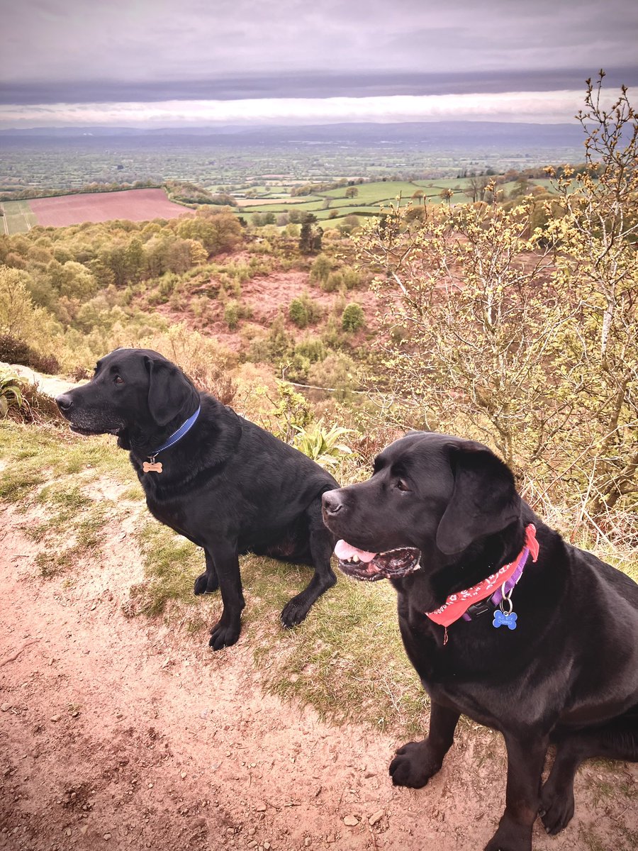 Louie with his best pal Hugo out for a Sunday morning stroll on Bickerton Hills. #Friendship