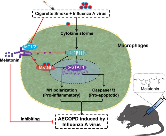 #Melatonin improves #influenza #virus infection-induced acute exacerbation of COPD by suppressing #macrophage M1 polarization and apoptosis
respiratory-research.biomedcentral.com/articles/10.11…