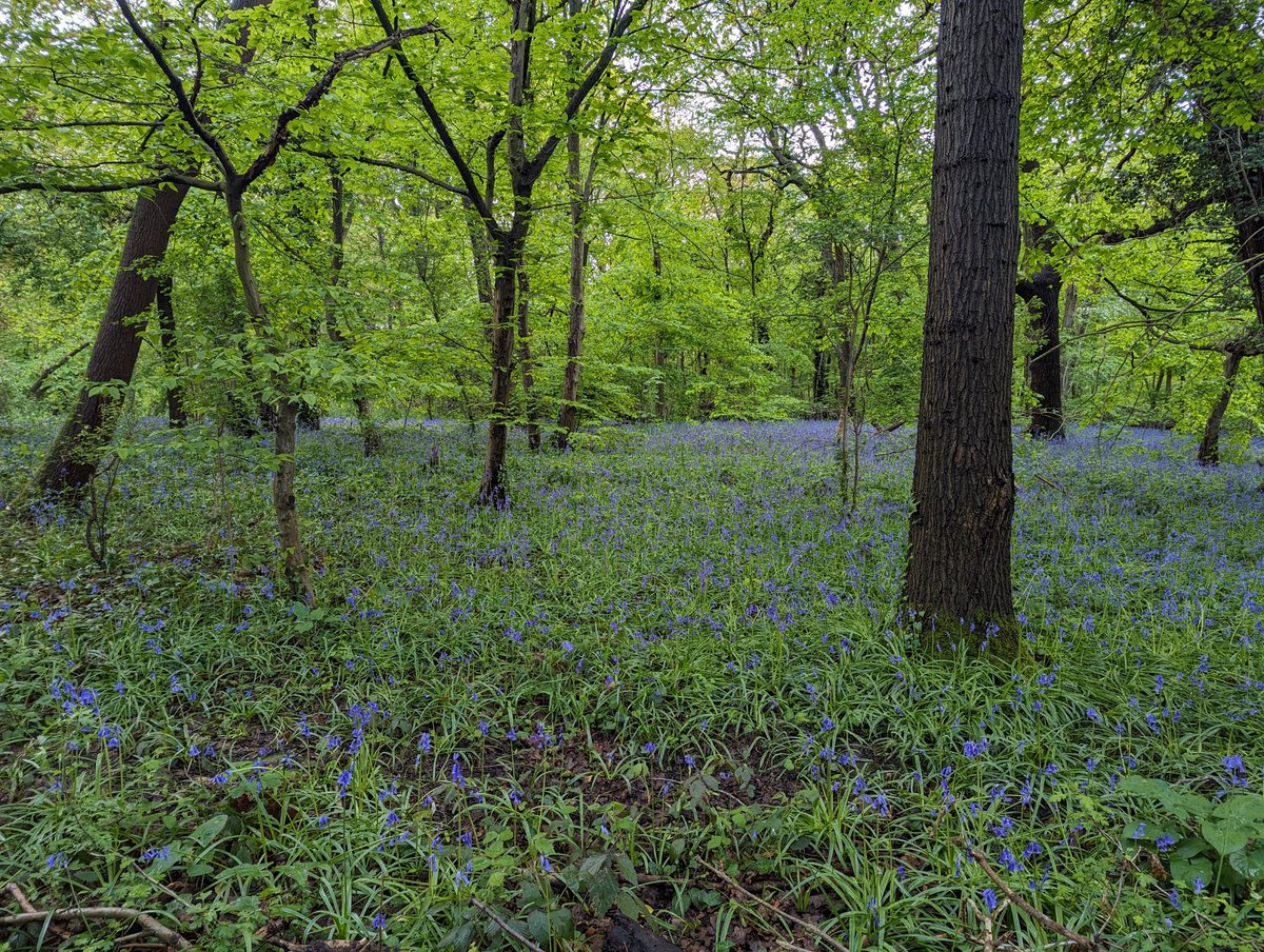 Bluebells in Oxleas Wood.

Almost worth the mud and the moaning.