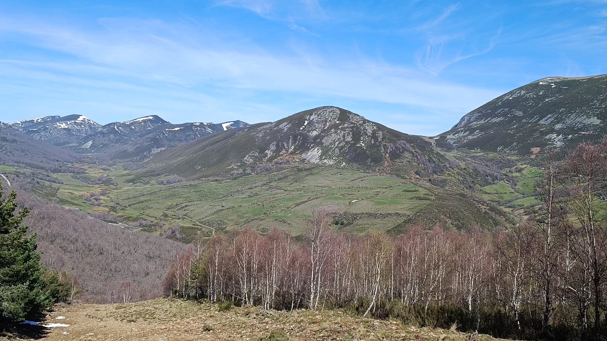 ¿Sabes cuáles son las especies arbóreas que más superficie ocupan en tu provincia? Puede ser un primer dato para comprender cómo es tu territorio. En el #PortalDatosForestales puedes conocer muchas curiosidades de los bosques de #CyL datos.pfcyl.es/indices/bosque…