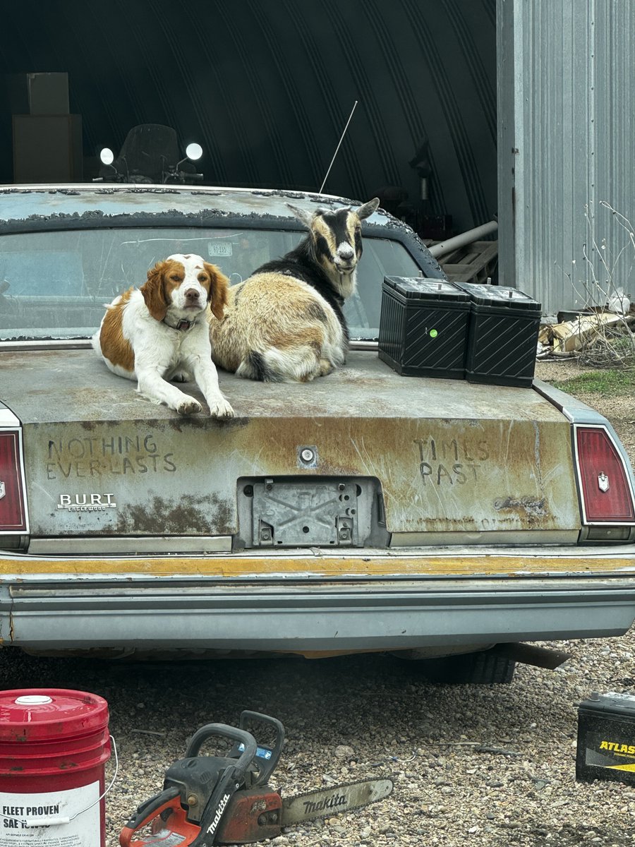 When you pull up into the yard and see the goats and the dog hanging out. Living their best life. animals are so funny. Do you have funny animals on your farm? Comment below 👇 #Farm #Dogs #Goats #Ranch #Farming #Yard #Animals #farmLife #cattleRanch #livestockFarm