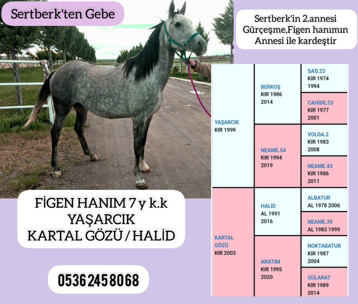 #varmitalip #İdmanda #KoşanAtlar  #TercihliKısraklar #GebeKısraklar #ArapTaylar #İngilizTaylar #Yearling #ArabianHorses #Stallion #SatilikAtlar 05362458068 
@varmitalip