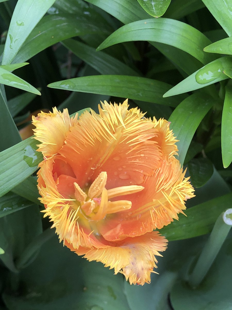 CityMouseGarden's tweet image. Late tulips are still carrying on the show. Some of my favorites—which change all the time, of course. The glowing sunset orange of fringed ‘Lambada’ always sets my heart aflame when it arrives though. #Gardening #Joy #SundayMorning