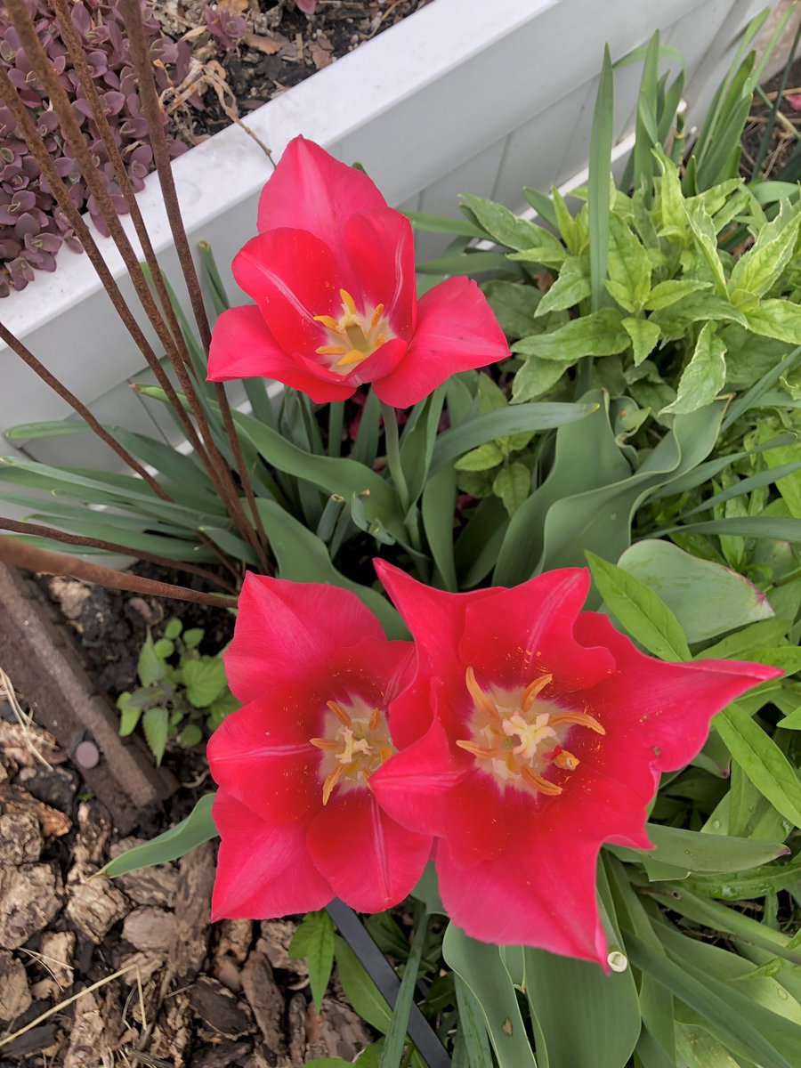 CityMouseGarden's tweet image. Late tulips are still carrying on the show. Some of my favorites—which change all the time, of course. The glowing sunset orange of fringed ‘Lambada’ always sets my heart aflame when it arrives though. #Gardening #Joy #SundayMorning