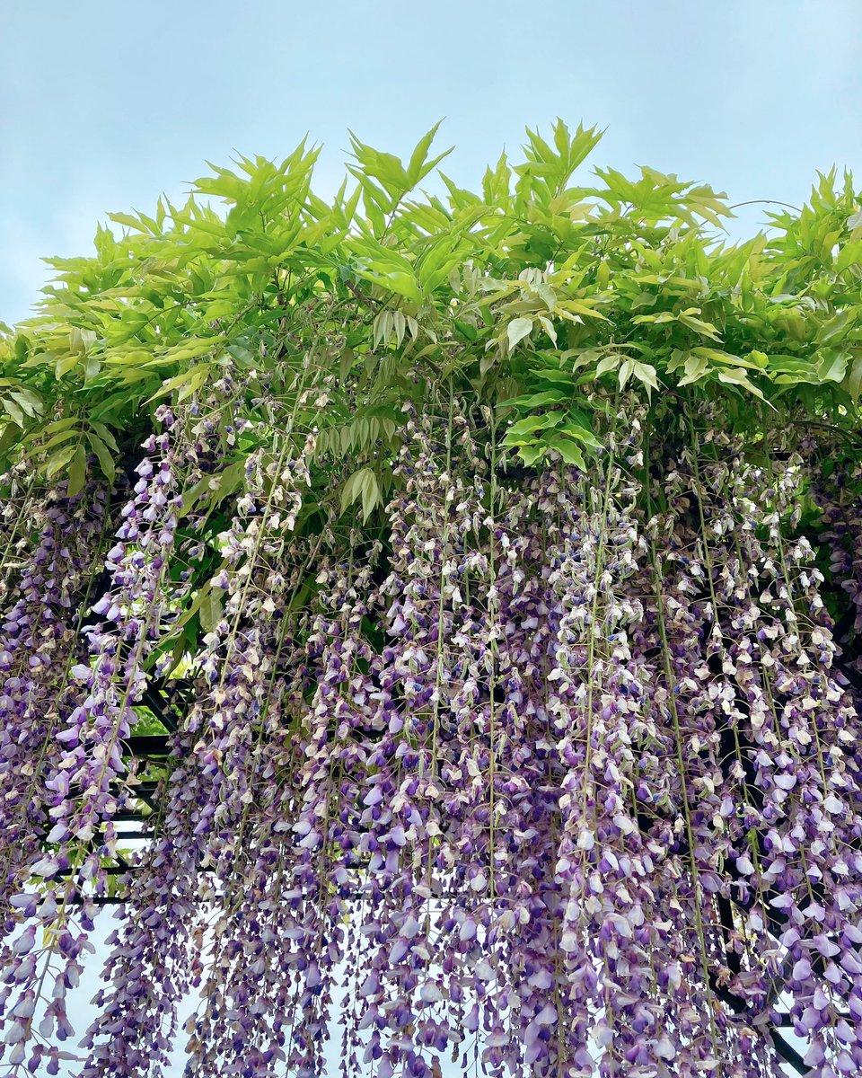 ataiga_0908's tweet image. Step into a world of enchantment with the breathtaking beauty of wisteria pergolas in full bloom! 

#wisteriapergola #gardenbeauty #springarrival #floralhaven #wisteriaflowers #naturalbeauty #gardeninginspiration #seasonalblooms #serenityspace #wisteriatunnel #japanesegarden