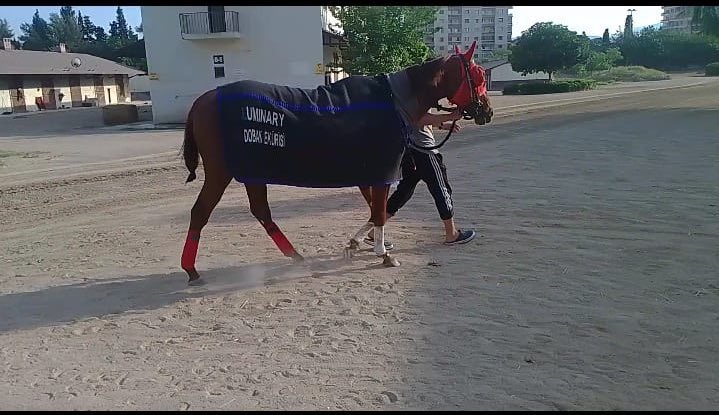 Yükleniyor…

<a href="/_TJK_/">Türkiye Jokey Kulübü</a> <a href="/TEK_GAZETESI/">Yarış Dergisi</a>