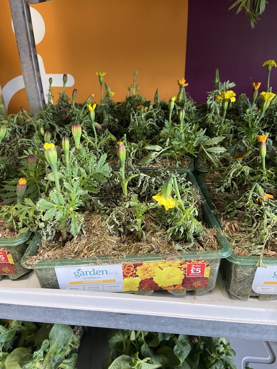 This @sainsburys is WASTE. You harp on about reducing plastic packaging, but what is the carbon footprint of countless dead plants, caused by utter incompetence? Every year I tweet about this at your Oxney Road Peterborough branch and yet you NEVER learn. FUMING. @Concraigsmith
