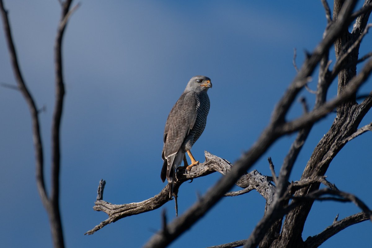 The nictitating membrane of the Gray Hawk seems to match his gun metal beak. Such a rare beauty here 🌵🩶 📷 Nikon D500 🔭 Nikon 200-500mm 5.6 📍 Isabella Lee Natural Preserve #birding #tucson #arizona