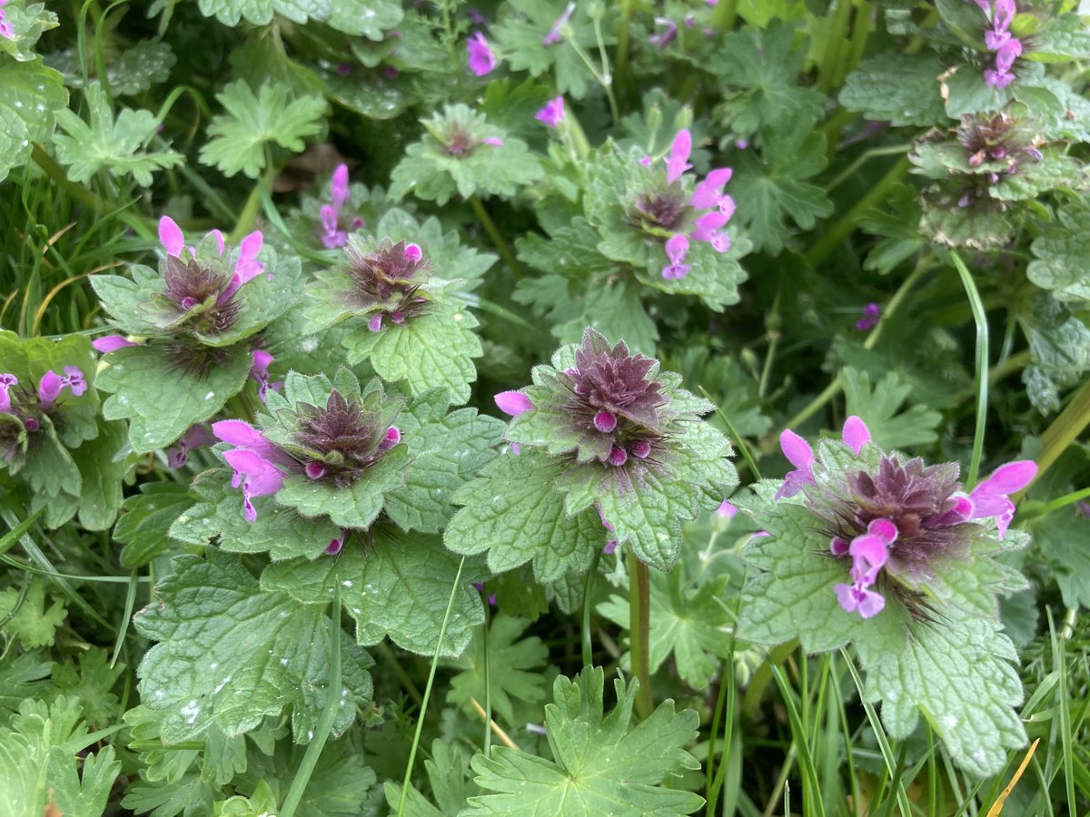 ton denters tweet media