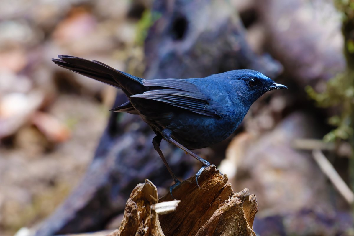 Exploring the Enigmatic Blue-Fronted Robin: A Study of Temperate Forest Avifauna!

@pargaien @UKNikon #indiaves @Natures_Voice #ThePhotoHour #BBCWildlifePOTD @AnimalPlanet @DiscoverKorea_ @WildlifeMag @NikonUSA #natgeoindia @BBCEarth #BirdsOfTwitter @DiscoverMag #BirdsSeenIn2024